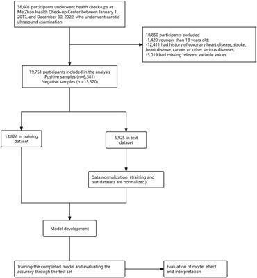 Application of machine learning algorithms in predicting carotid artery plaques using routine health assessments